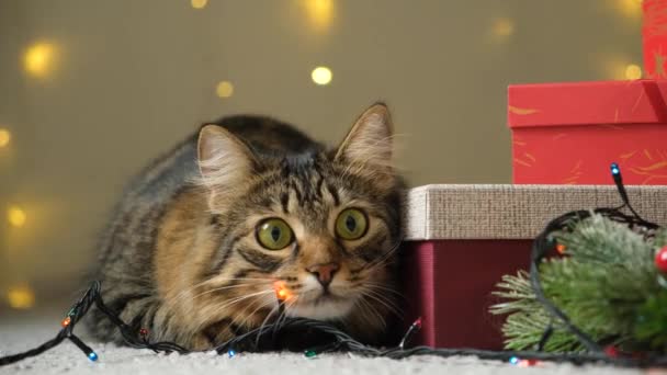 Bermain Main Berburu Kucing Natal Pelebaran Dan Konstriksi Murid Penjualan — Stok Video