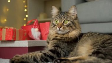 Noel 'de güzel bir evcil kedinin portresi halıdaki hediyelerin arasında yatıyor.