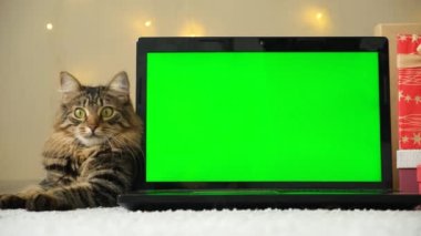 Laptop ve Evcil Kedi 'nin Noel Yeşil Ekranı