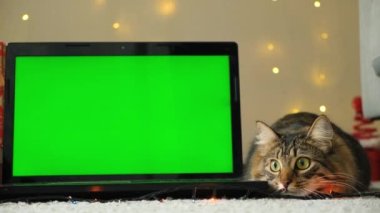 Laptop ve Evcil Kedi 'nin Noel Yeşil Ekranı
