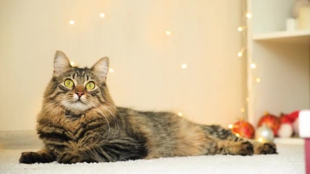 크리스마스에 집에서 카펫에 부드러운 가정용 고양이의 초상화 — 비디오