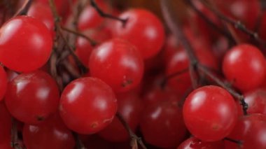 Bir grup kırmızı viburum meyvesi harekete geçti.