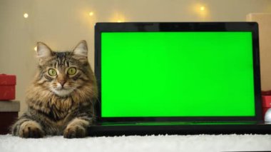 Laptop ve Evcil Kedi 'nin Noel Yeşil Ekranı