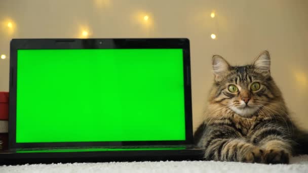Рождественский Зеленый Экран Верхушки Домашней Кошки — стоковое видео