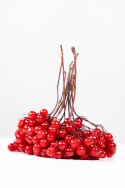 Beyaz arka planda bir sürü olgun viburnum dutu..