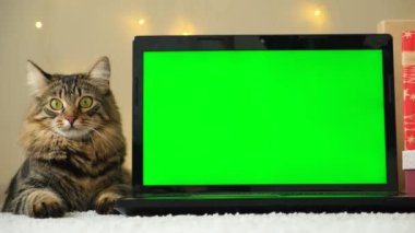 Laptop ve Evcil Kedi 'nin Noel Yeşil Ekranı