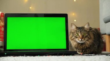 Laptop ve Evcil Kedi 'nin Noel Yeşil Ekranı