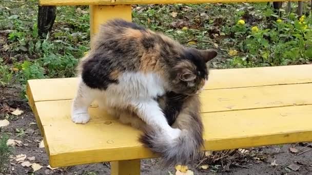 通りの三色の猫は屋外のベンチに座っている間毛皮をライセンスします — ストック動画