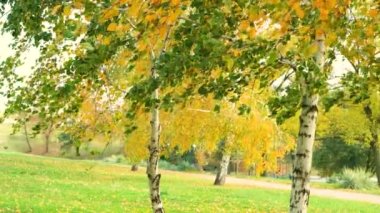 Sonbahar parkında sarı huş ağaçları, yapraklar dökülüyor. Güzel sonbahar arkaplanı.