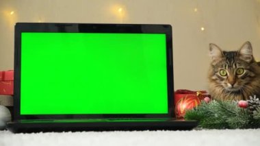 Laptop ve Evcil Kedi 'nin Noel Yeşil Ekranı