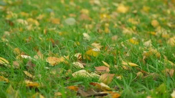 秋天的背景 风摇曳草叶在草地上 缓慢运动 — 图库视频影像