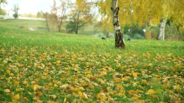 Осенний Пейзаж Опадающие Березовые Листья Городском Парке — стоковое видео