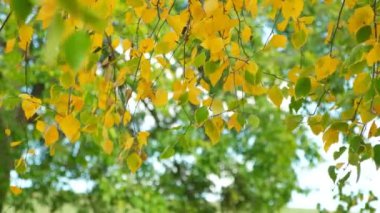 Sarı huş ağaçlarının yaprakları sonbaharda rüzgarda savrulur. Sonbaharın renkleri.