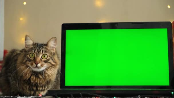 Tela Verde Natal Laptop Pet Cat — Vídeo de Stock