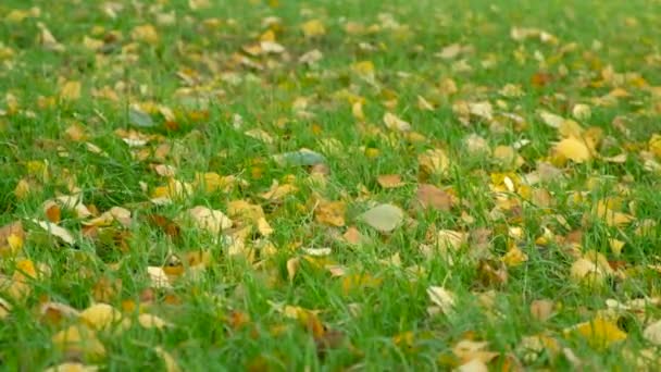 Podzimní Pozadí Vítr Třepetající Trávou Břízkovými Listy Trávě Zpomalený Pohyb — Stock video