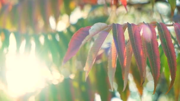 Autumn Setting Sun Shines Rays Branches Vinegar Tree Sumac Staghorn — Stock Video