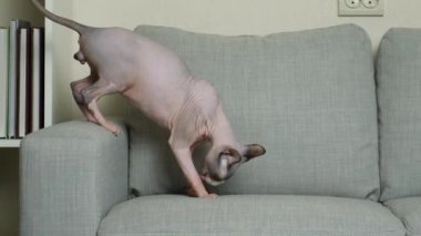 Kanadalı Sphynx kedisi 1 yaşından daha küçük. Evdeki kanepede yürüyor.