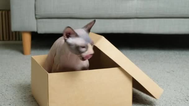 Gato Canadiense Sphynx Esconde Una Caja Cartón Salta Ella — Vídeo de stock