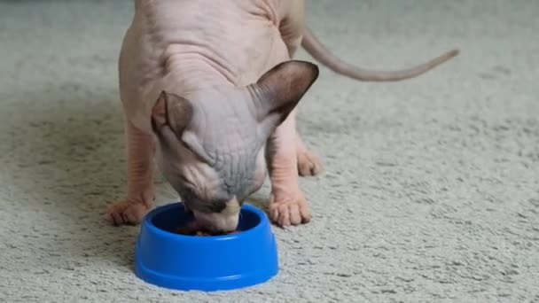 Den Kanadensiska Sfinxkatten Äter Våtmat Från Skål Näring Till Hårlösa — Stockvideo