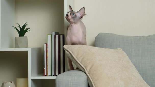 Canadian Sphynx Cat Less Year Old Walks Sofa Home — Stock Video