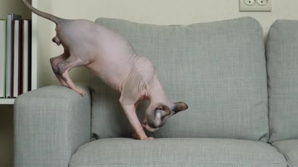 Canadian Sphynx Cat Less Year Old Walks Sofa Home — Stock Video