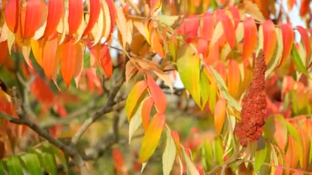 Φθινοπωρινά Κλαδιά Του Ξιδιού Sumac Staghorn Rhus Typhina — Αρχείο Βίντεο