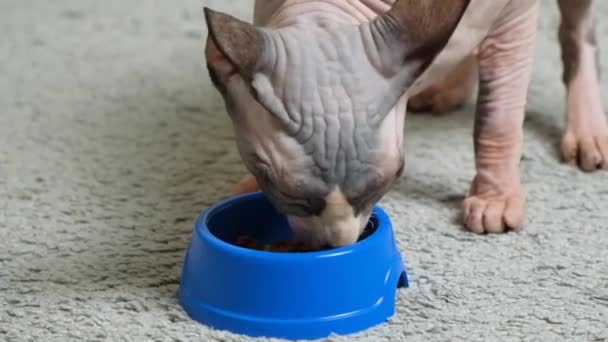 Kanadai Szfinx Macska Nedves Ételt Eszik Egy Tálból Táplálkozás Szőrtelen — Stock videók