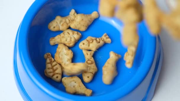 Fisk Form Cookies Med Katteurt Til Katte Killinger Hælde Skål – Stock-video