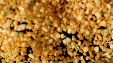Çiğ bölünmüş sarı bezelye makro yavaş çekim üst görünümü.
