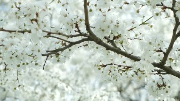 White Cherry Blossom Spring Close Flowers Wind Slow Motion — Stock Video