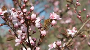 Kiraz çiçeği yakın çekim, yavaş çekim. Pembe güzel kokulu kiraz çiçekleri.