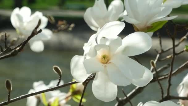 Mooie Witte Magnolia Bloemen Bewegen Wind Slow Motion Close — Stockvideo