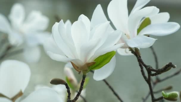 Kvetoucí Bílé Magnólie Blízkosti Rybníka Zpomalení Pohybu — Stock video
