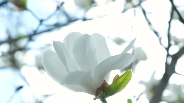 Nærbilde Hvit Magnolia Blomst Himmelen Bakgrunn – stockvideo