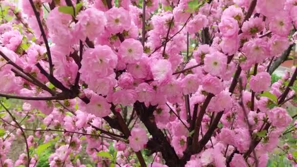 Roze Bloemen Van Decoratieve Drie Lobbig Amandel Prunus Triloba — Stockvideo