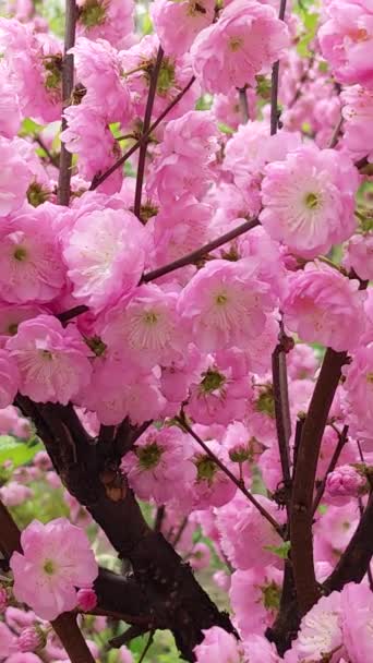 Różowe Kwiaty Dekoracyjnego Trójpłatkowego Migdałowca Prunus Triloba Strzelanie Pionowe — Wideo stockowe