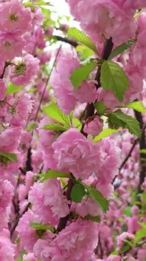 Dekoratif üç lomboz badem Prunus triloba pembe çiçekler, dikey çekim.