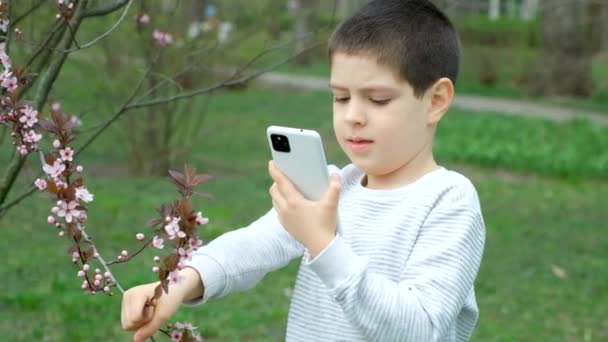 Chłopiec Robi Zdjęcia Nagrywa Filmy Smartfonie Różowy Kwiat Ozdobnej Śliwki — Wideo stockowe