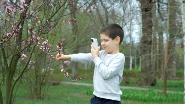 男孩在智能手机粉色观赏植物李子上拍照和拍摄视频 — 图库视频影像