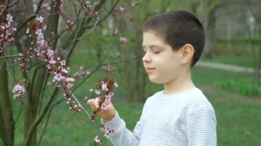 Oğlan baharda pembe erik çiçeklerini kokluyor.