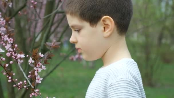 Chlapec Čichání Růžové Švestkové Květy Jaře — Stock video