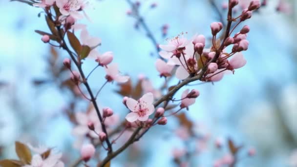 Floração Prunus Cerasifera Pissardi Cereja Ameixa Folhas Vermelhas Primavera — Vídeo de Stock
