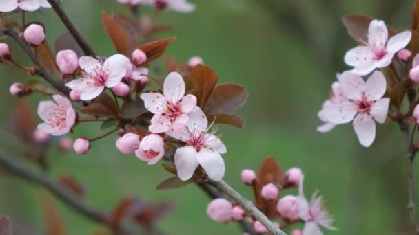 Czerwonolistna Śliwka Wiśniowa Prunus Cerasifera Pissardi Wiosną — Wideo stockowe