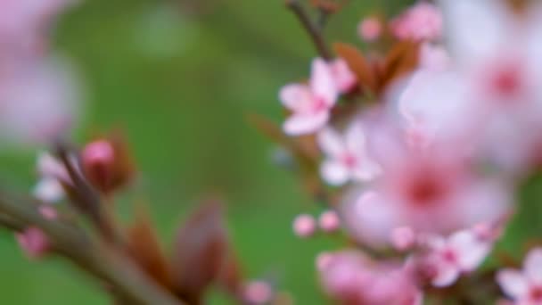 Niewyraźne Tło Kwiatów Różowego Wiosennego Drzewa Kwitnącego — Wideo stockowe