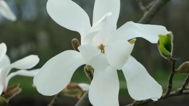 Piękny Biały Kwiat Magnolii Ruch Wietrze Powolny Ruch Zbliżenie — Wideo stockowe