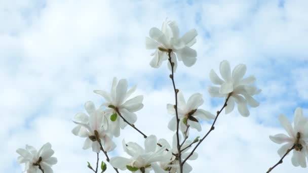 Цветущие Магнолии Фоне Неба Белые Большие Цветы Дереве — стоковое видео