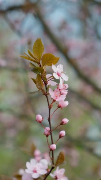 Wiosenne Drzewo Kwitnącej Ozdobnej Śliwki Pissardi — Wideo stockowe