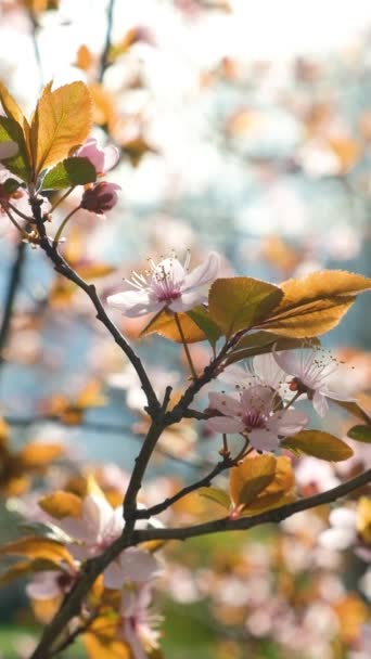 Kwitnąca Śliwka Dekoracyjne Drzewa Różowe Kwiaty Promieniach Zachodzącego Słońca — Wideo stockowe