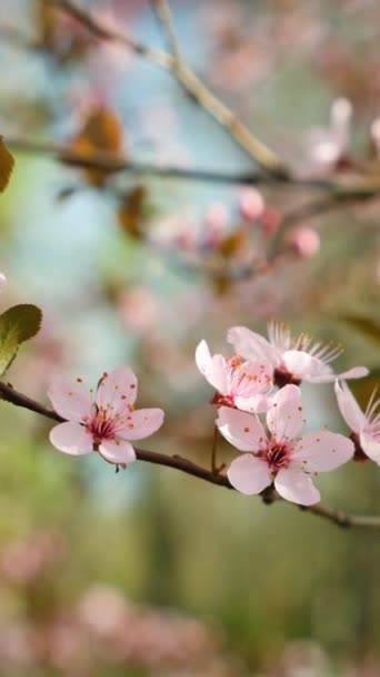 Primavera Árvore Floração Ameixa Ornamental Pissardi — Vídeo de Stock