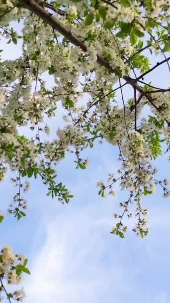 Λευκά Λουλούδια Άνθη Κερασιάς Ανθίζουν Στον Άνεμο Ενάντια Στον Ουρανό — Αρχείο Βίντεο